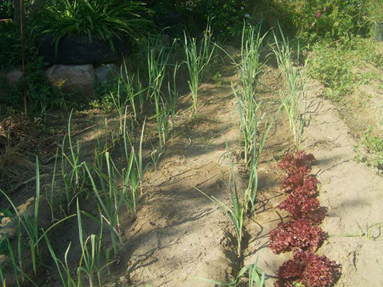 Pırasa Ne Zaman Ekilir?